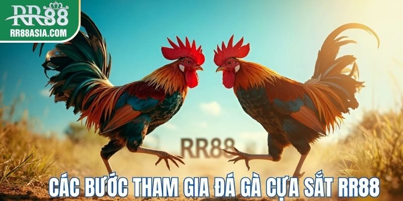 Các bước tham gia chơi đá gà cựa sắt