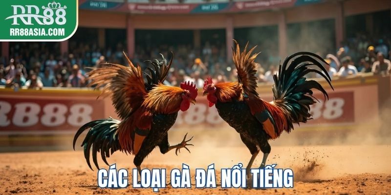 Các giống gà đá nổi tiếng