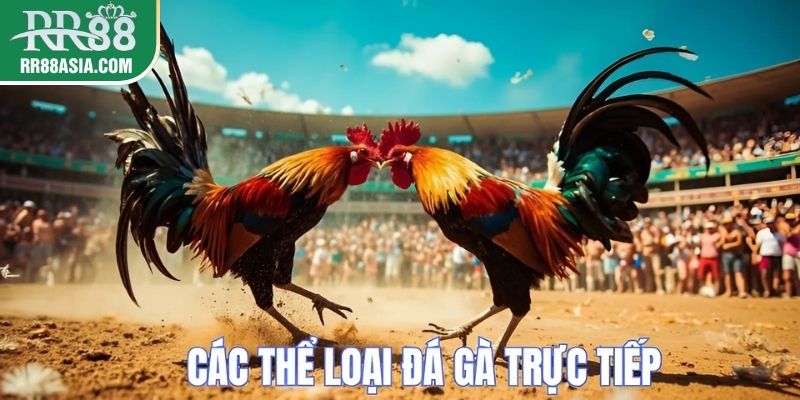 Các thể loại đá gà trực tiếp hiện nay trên thị trường