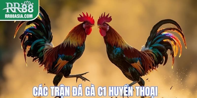 Các trận đấu gà chọi C1 huyền thoại