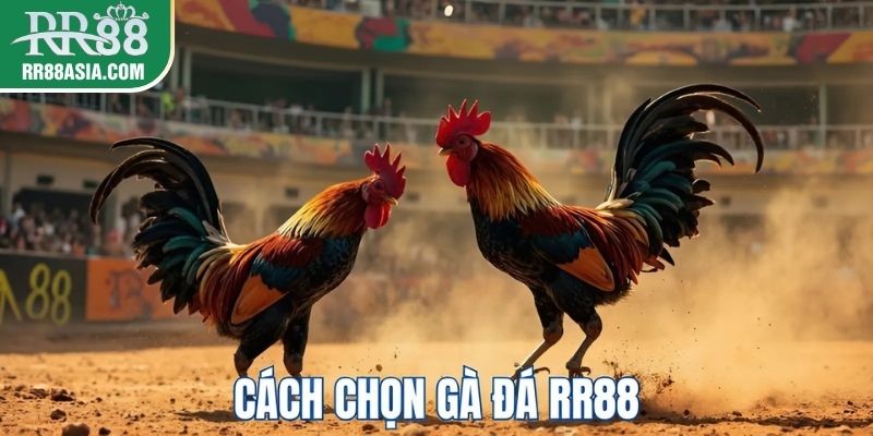 Cách chọn gà đá RR88