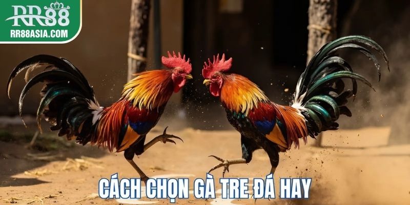 Cách chọn gà tre đá hay