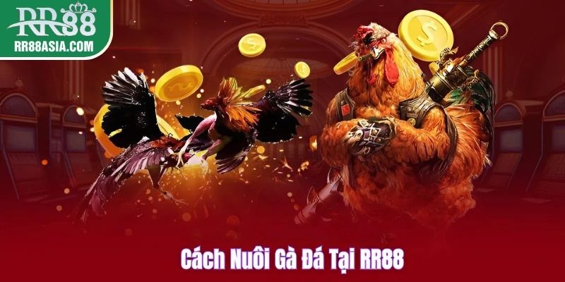 Cách nuôi gà đá tại RR88