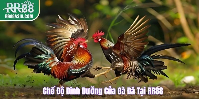 Chế độ dinh dưỡng của gà đá tại RR88