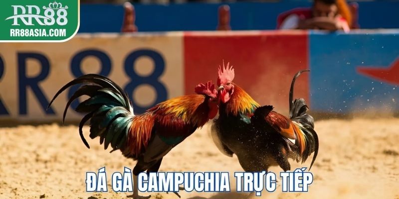 Đá gà campuchia nhiều người ưa chuộng