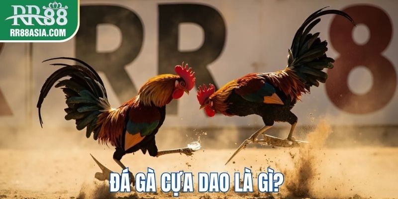 Đá gà cựa dao là gì?