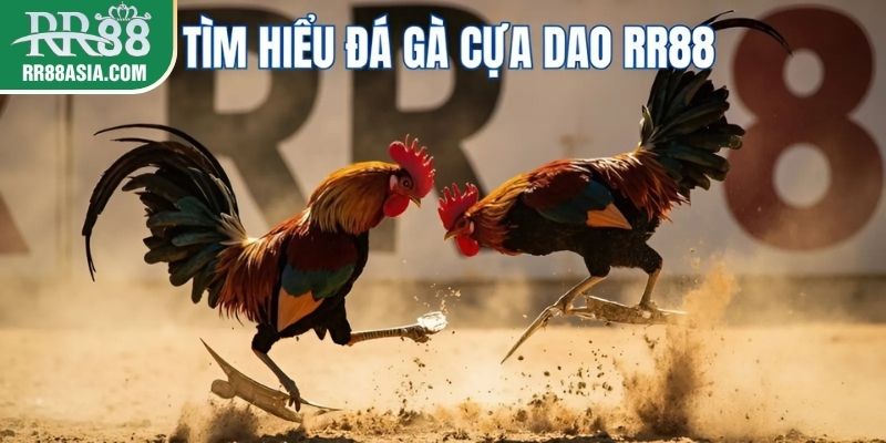 Đá gà cựa dao tại RR88