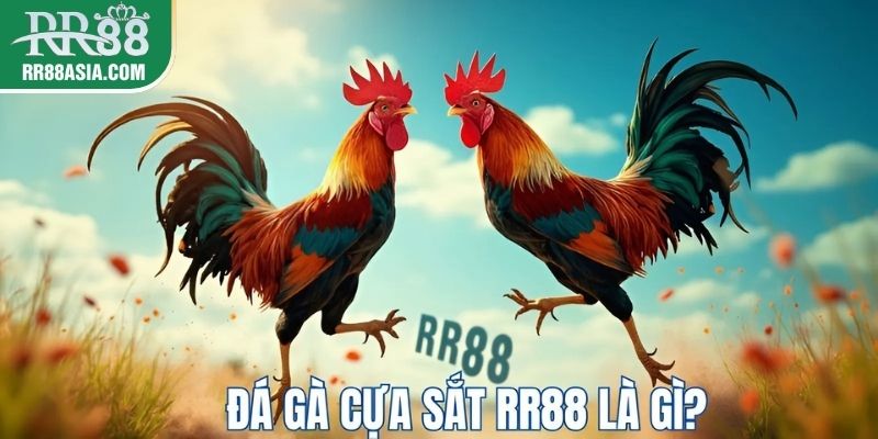 Đá gà cựa sắt là gì?
