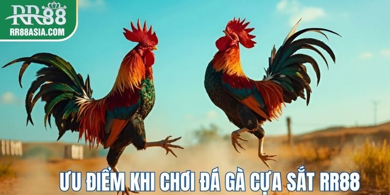 Ưu điểm khi tham gia đá gà cựa sắt tại RR88