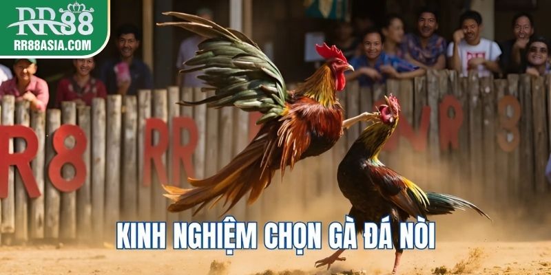 Kinh nghiệm chọn đá gà nòi