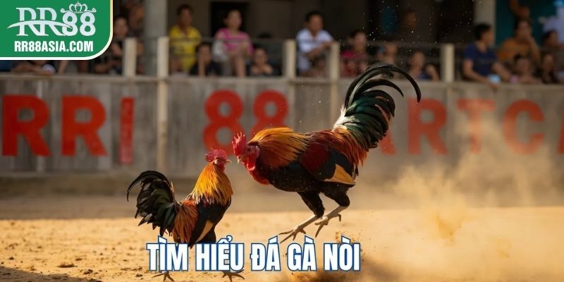Đá gà nòi tại RR88