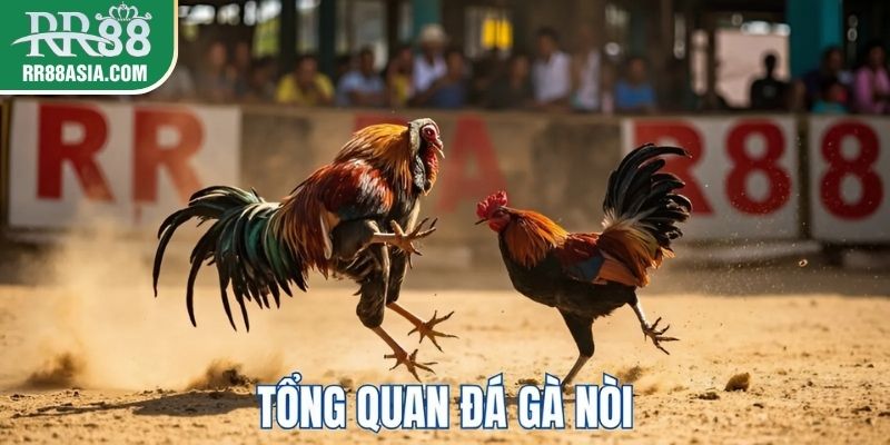 Tổng quan về đá gà nòi