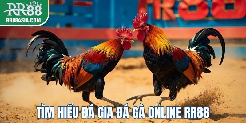 Đá gà online tại RR88