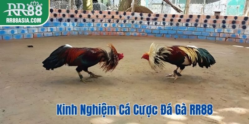 Kinh nghiệm cá cược đá gà RR88