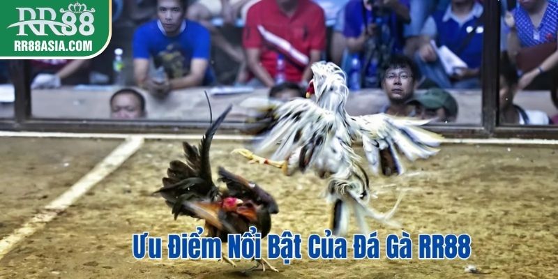 Ưu điểm nổi bật của đá gà RR88