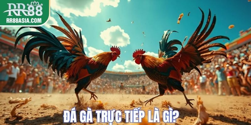 Tổng quan vè đá gà trực tiếp