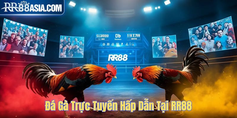 Đá gà trực tuyến hấp dẫn tại RR88