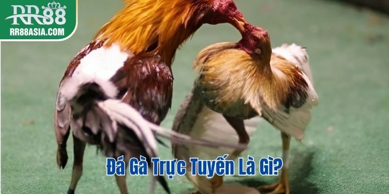 Đá gà trực tuyến là gì?