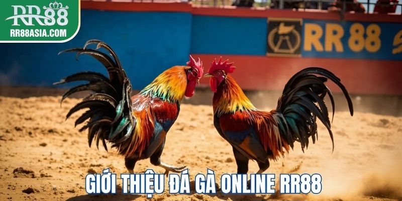 Tìm hiểu về đá gà online RR88