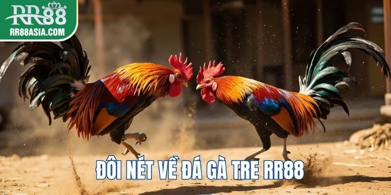 Giới thiệu đôi nét về đá gà tre tại RR88