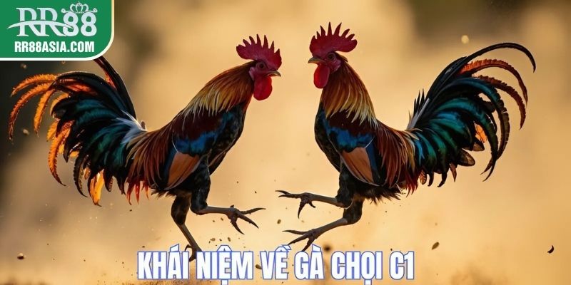 Khái niệm đá gà chọi C1 tại RR88