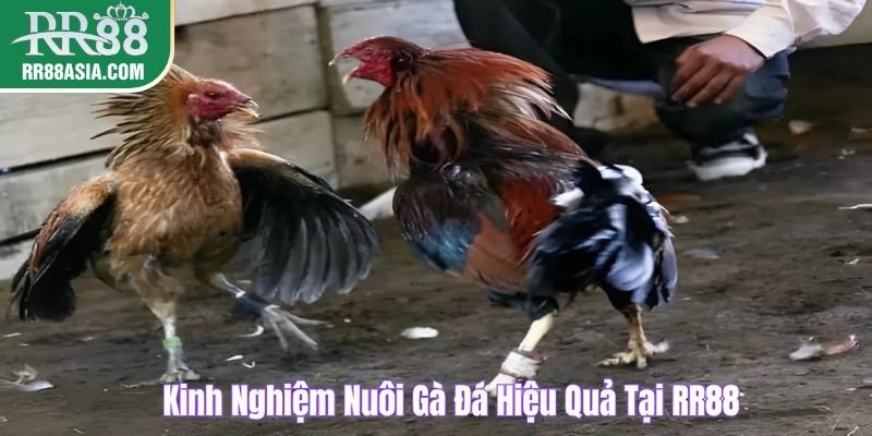 Kinh nghiệm trong cách nuôi gà đá hiệu quả tại RR88