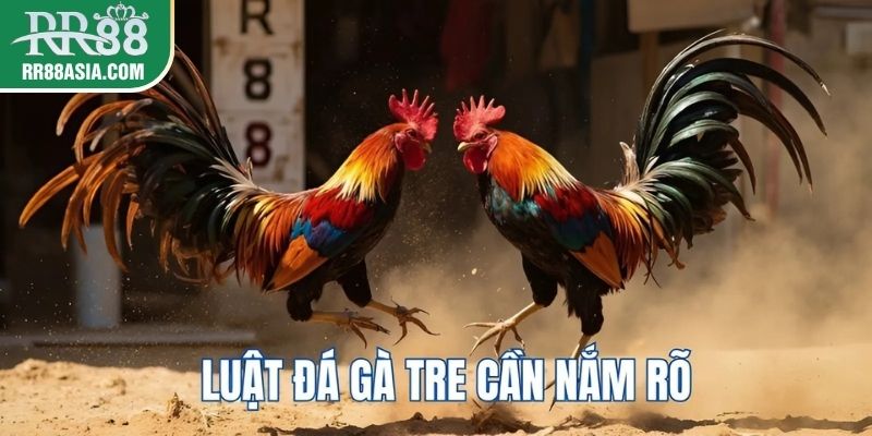 Luật chơi đá gà tre
