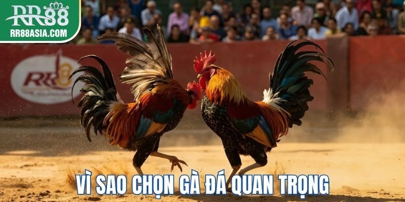 Lý do chọn gà đá quan trọng
