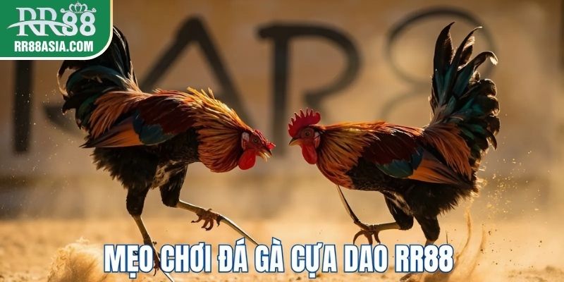 Mẹo đặt cược đá gà cựa dao