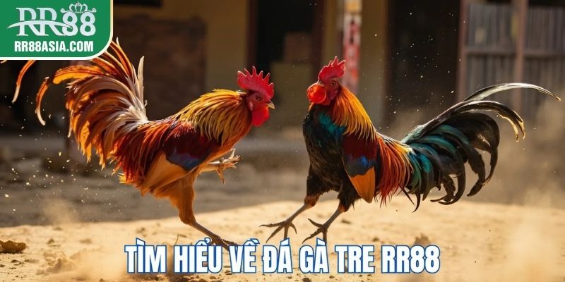Đá gà tre tại RR88