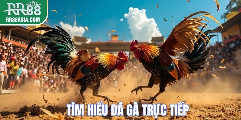 Đá gà trực tiếp tại RR88
