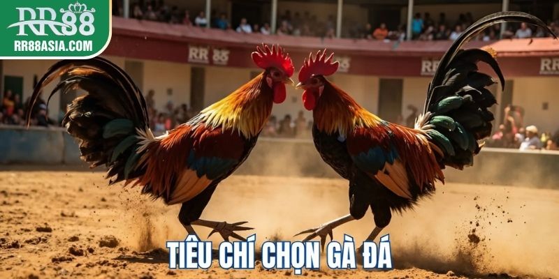 Tiêu chí về cách chọn gà đá