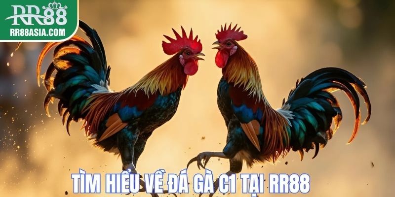Tìm hiểu về đá gà chọi C1 tại RR88