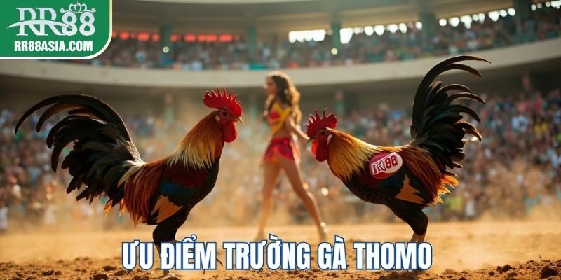 Ưu điểm đá gà thomo